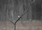 Gray Kingbird (28)