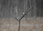 Gray Kingbird (29)