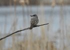 Gray Kingbird (3)