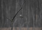 Gray Kingbird (30)