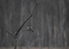 Gray Kingbird (31)