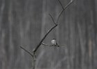 Gray Kingbird (33)