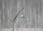 Gray Kingbird (34)