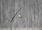 Gray Kingbird (35)