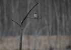 Gray Kingbird (37)