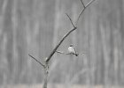 Gray Kingbird (38)
