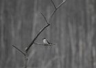 Gray Kingbird (39)