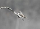 Gray Kingbird (4)