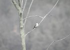 Gray Kingbird (40)