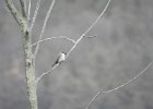 Gray Kingbird (41)