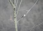 Gray Kingbird (42)