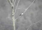 Gray Kingbird (43)