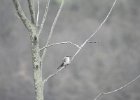 Gray Kingbird (44)