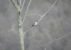 Gray Kingbird (45)