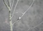 Gray Kingbird (46)
