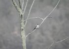 Gray Kingbird (47)