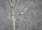 Gray Kingbird (48)