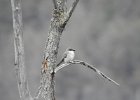 Gray Kingbird (9)