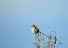 Loggerhead Shrike (1)
