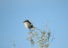 Loggerhead Shrike (10)