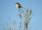 Loggerhead Shrike (11)
