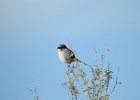 Loggerhead Shrike (2)