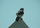 Loggerhead Shrike (26)