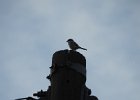 Loggerhead Shrike (27)