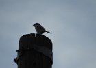 Loggerhead Shrike (29)