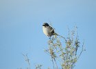 Loggerhead Shrike (3)