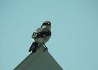 Loggerhead Shrike (32)