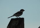 Loggerhead Shrike (33)
