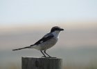 Loggerhead Shrike (34)