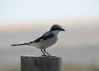 Loggerhead Shrike (35)