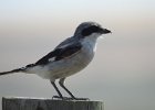 Loggerhead Shrike (36)