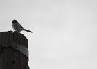 Loggerhead Shrike (38)