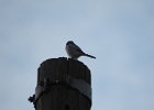 Loggerhead Shrike (39)