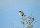 Loggerhead Shrike (4)