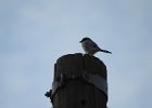 Loggerhead Shrike (41)