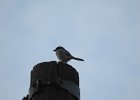 Loggerhead Shrike (42)