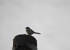 Loggerhead Shrike (44)