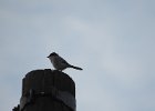Loggerhead Shrike (45)