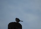 Loggerhead Shrike (46)