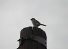 Loggerhead Shrike (47)
