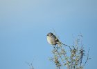 Loggerhead Shrike (5)