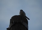 Loggerhead Shrike (50)