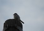Loggerhead Shrike (51)