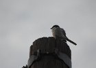 Loggerhead Shrike (52)