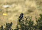 Loggerhead Shrike (53)