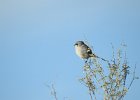 Loggerhead Shrike (6)